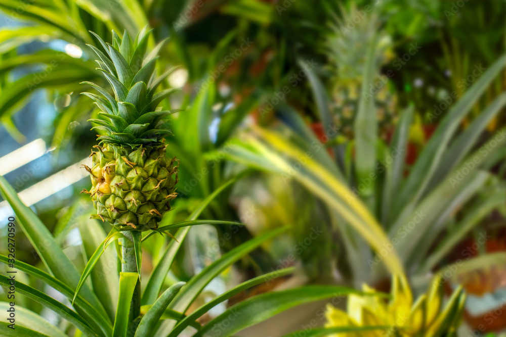 Little pineapple fruit in a greenhouse. Ripe bright tasty Bromelia ananas pineapple. Natural exotic fruit Little pineapple fruit in a greenhouse. Ripe bright tasty Bromelia ananas pineapple. Natural exotic fruit