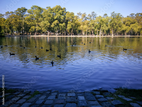Lake and ducks