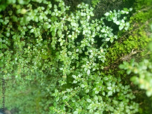 wild green plants cling to walls. as background
