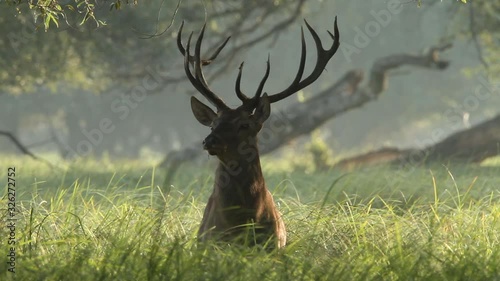 Deer rut in Kopacki rit, Croatia photo