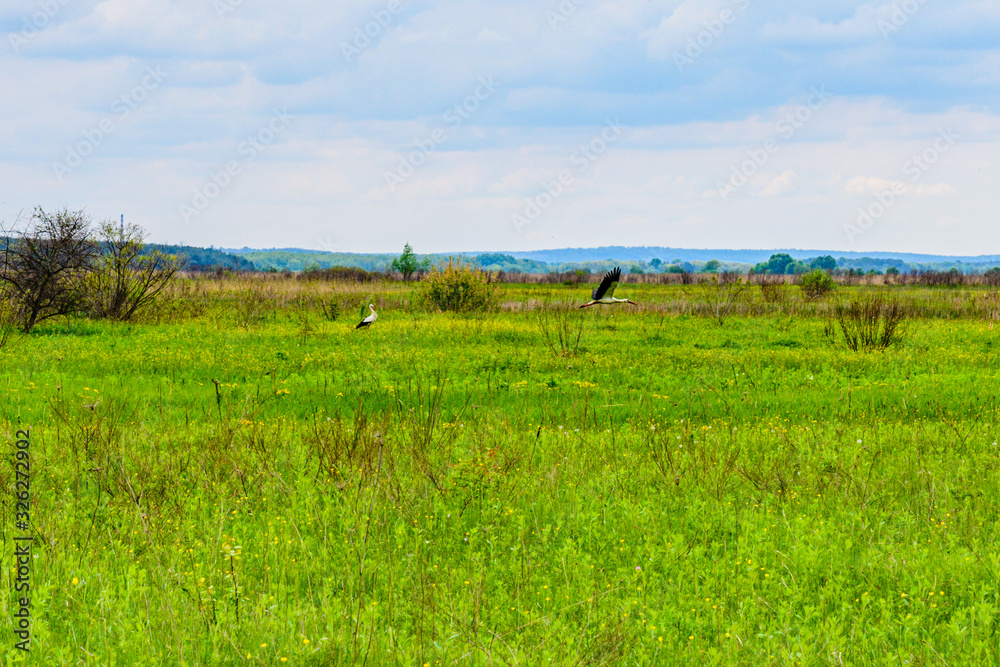 Grey herons (Ardea Cinerea) hunting on a medow Grey herons (Ardea Cinerea) hunting on a medow
