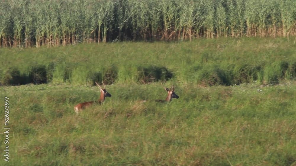Deer rut in Kopacki rit, Croatia Deer rut in Kopacki rit, Croatia