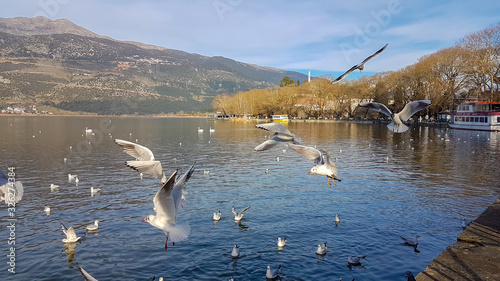 ioannina or giannena city in greeece birds gull flying on the lake  in winter season