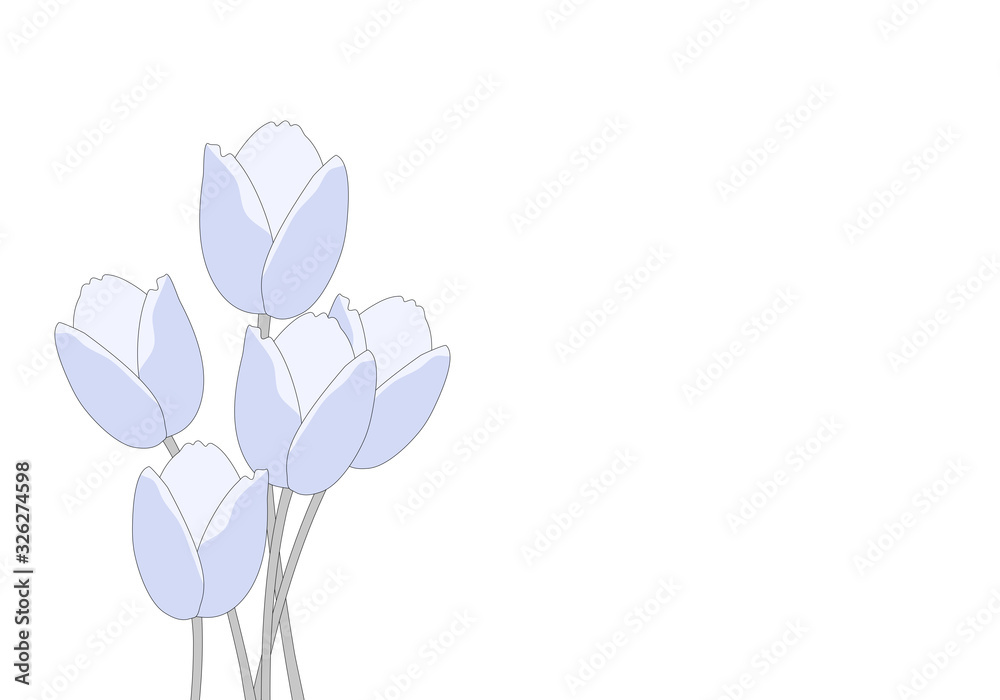 Minimal of blue tulip flowers on white background Minimal of blue tulip flowers on white background