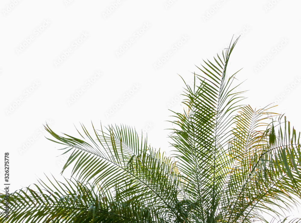 Palm leaves on isolated white background Palm leaves on isolated white background