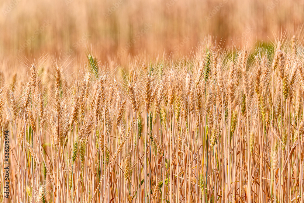 Fototapeta premium Yellow grain ready for harvest growing in a wheat field.