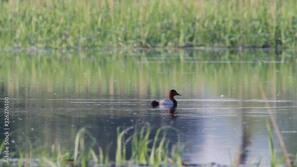 Common Pochard (Aythya ferina) on the lake, Kopacki rit, Croatia Common Pochard (Aythya ferina) on the lake, Kopacki rit, Croatia