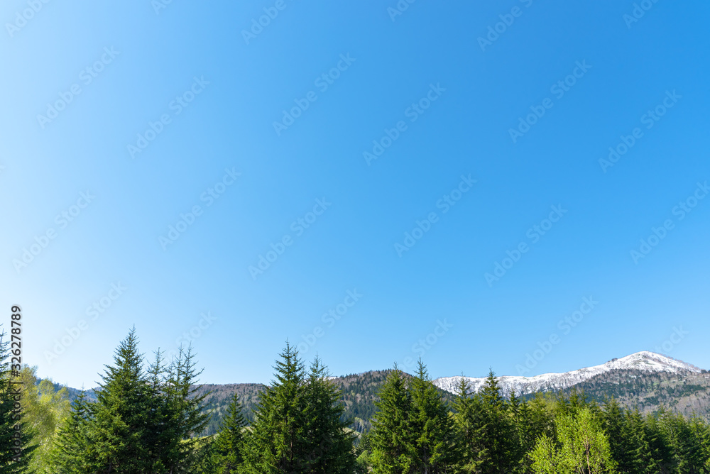Row of trees on foreground mountains with vast clear blue sky on background in sunny day in summer time. Nature landscape, beautiful scenic countryside view