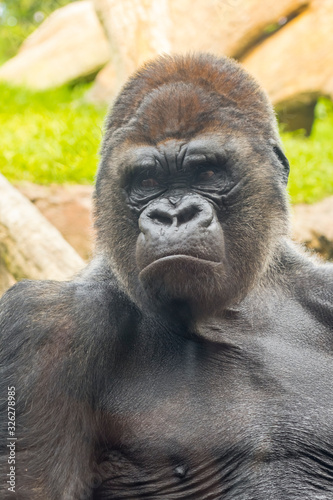 A big and dominant western lowland gorilla male © belizar