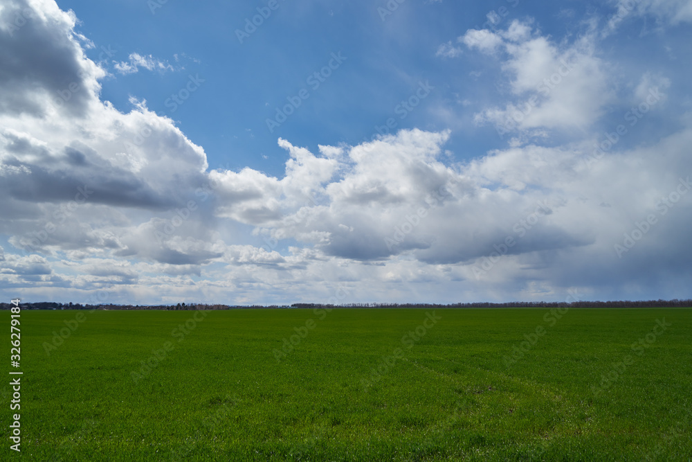 Image of a field of young wheat.