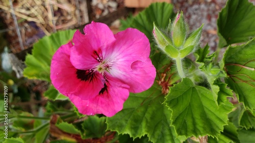 flor rosa