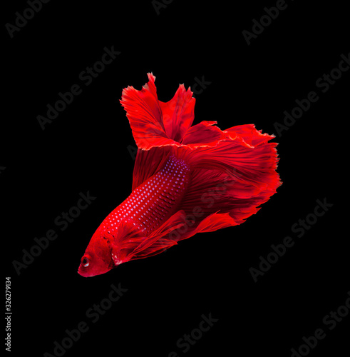 Siamese fighting fish or Betta splendens fish, popular aquarium fish in Thailand. Super red half moon tail betta fighting motion isolated on black background photo