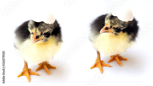 New born chick and eggs on white use for new beginning conception, Happy Easter holidy