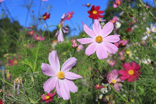 Flower fields and the sky behind