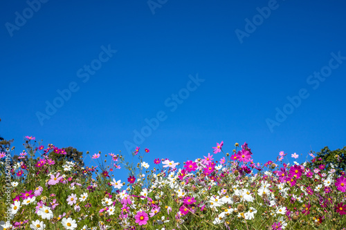 Flower fields and the sky behind
