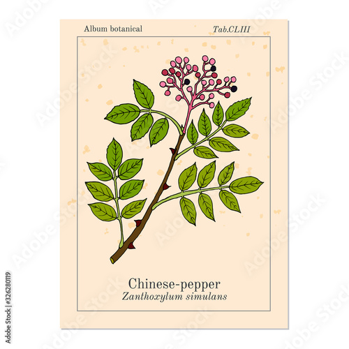 Chinese-pepper, flatspine prickly-ash zanthoxylum simulans , medicinal plant photo