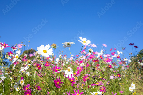 Flower fields and the sky behind