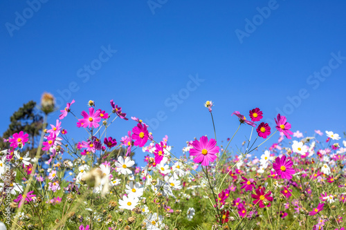 Flower fields and the sky behind