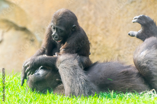 Canvas Print Young western lowland gorillas are playing