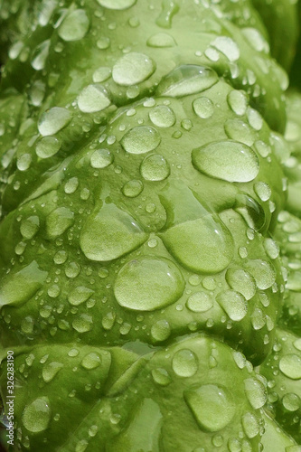 Green leaf macro in drops of water. Green wet lettuce leaf with large drops after the rain. green leaf texture close up. Nature green bright background