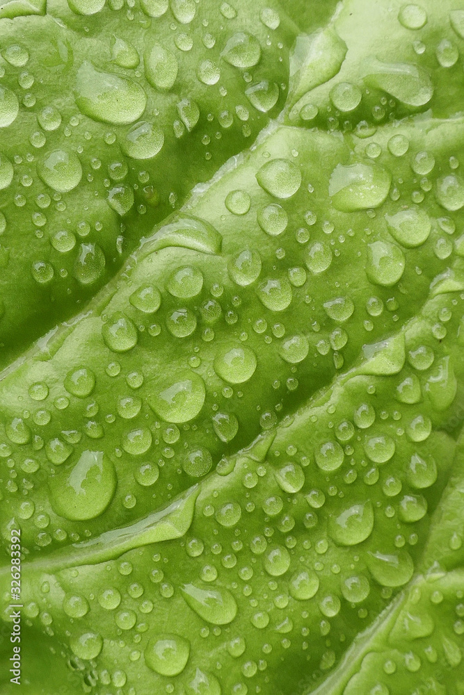 Green leaf macro in drops of water. Green wet lettuce leaf with large drops after the rain. green leaf texture close up. Nature green  background