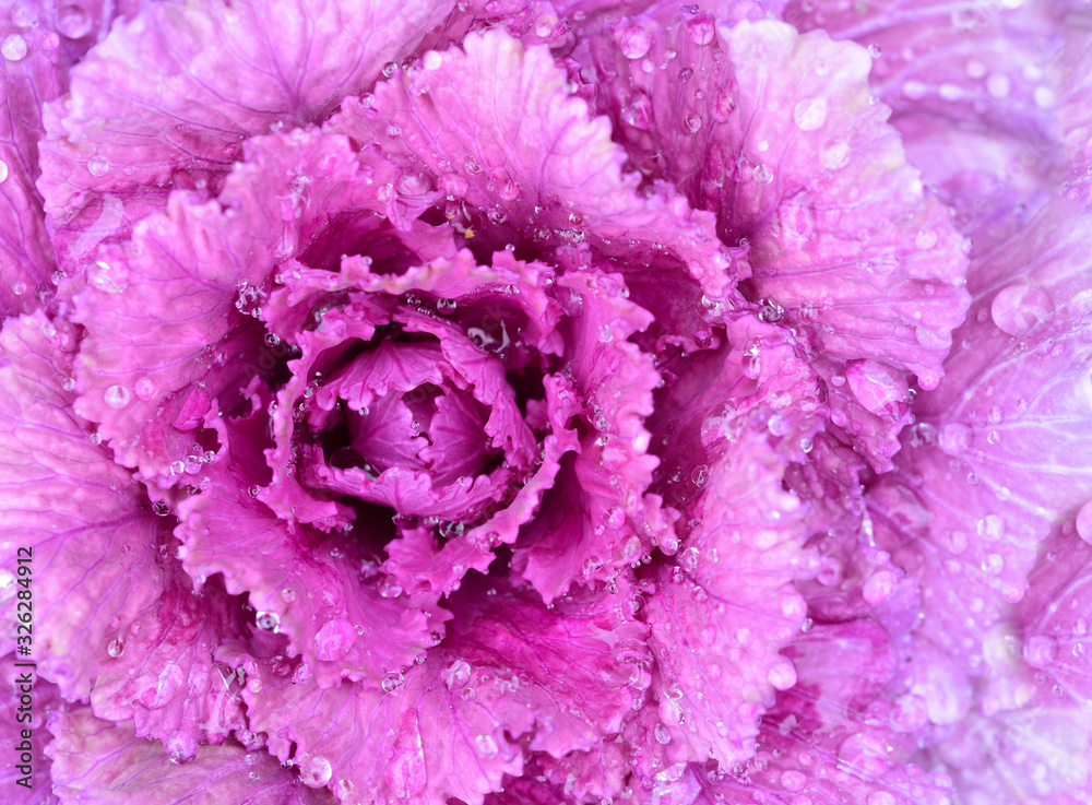 Close-up and texture of red ornamental cabbage that glows with its pink color after rain full of drops of water in the field, photographed from above Close-up and texture of red ornamental cabbage that glows with its pink color after rain full of drops of water in the field, photographed from above