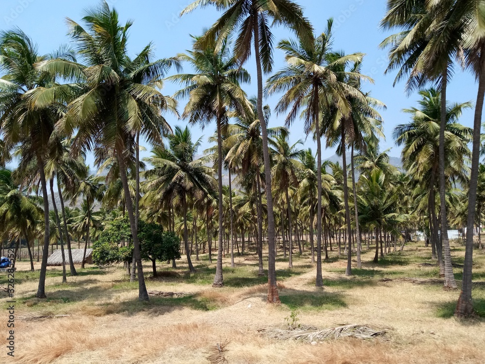 Obraz premium raw of coconut tree