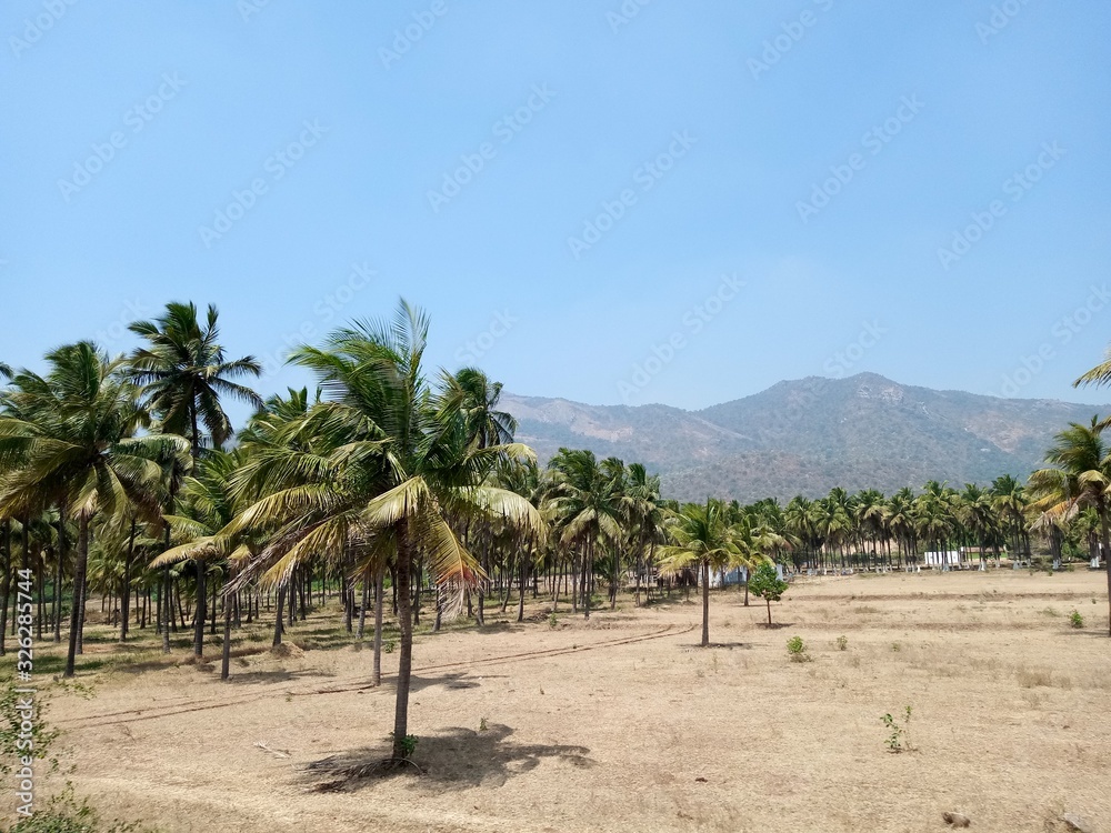Fototapeta premium coconut tree on mountain