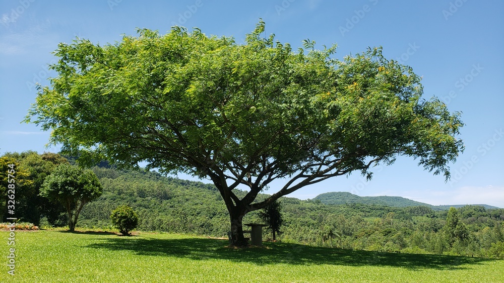 árvore grande figueira
