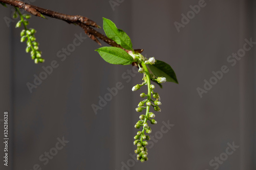Close up view on spring branches with young little green leaves and buds. Selective focus