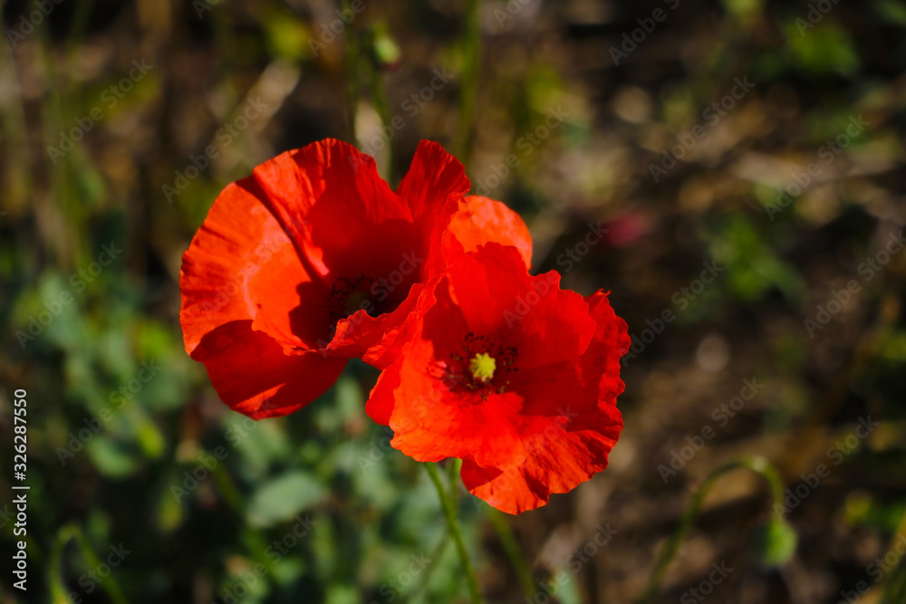 Corn poppies. Papaver rhoeas in a field. Corn poppies. Papaver rhoeas in a field.