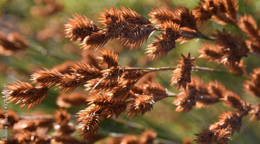 Close up of blooming natal red top grass in bright sunlight Close up of blooming natal red top grass in bright sunlight