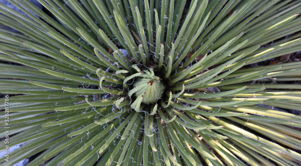 Fototapeta premium Close up of a Narrow Leaf Century Plant