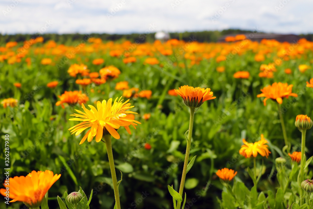 Orange pot marigold. Calendula officinalis field. Orange pot marigold. Calendula officinalis field.