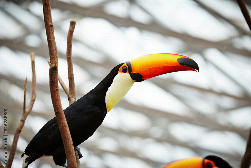 toucan on branch