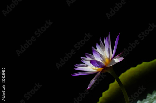 Lotus flowers and lotus leaves placed on a black background