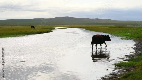 Mongolia cows and beautiful river photo