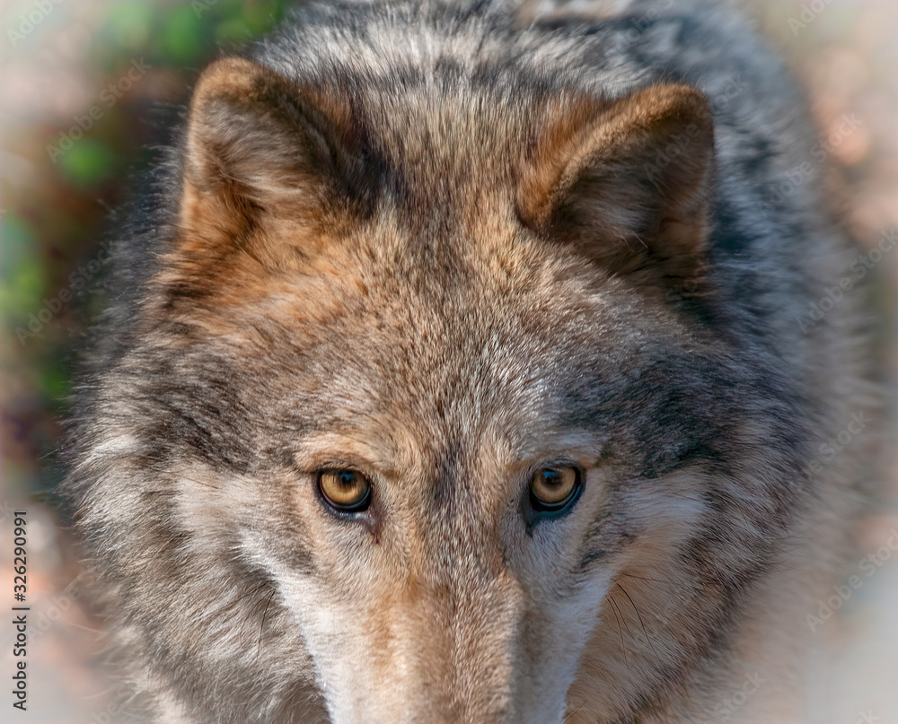 Timber Wolf (Canis Lupus), North America	