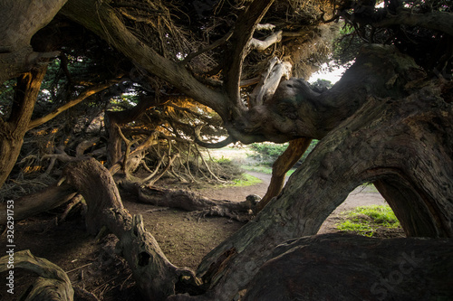Canvas-taulu Windblown Tree