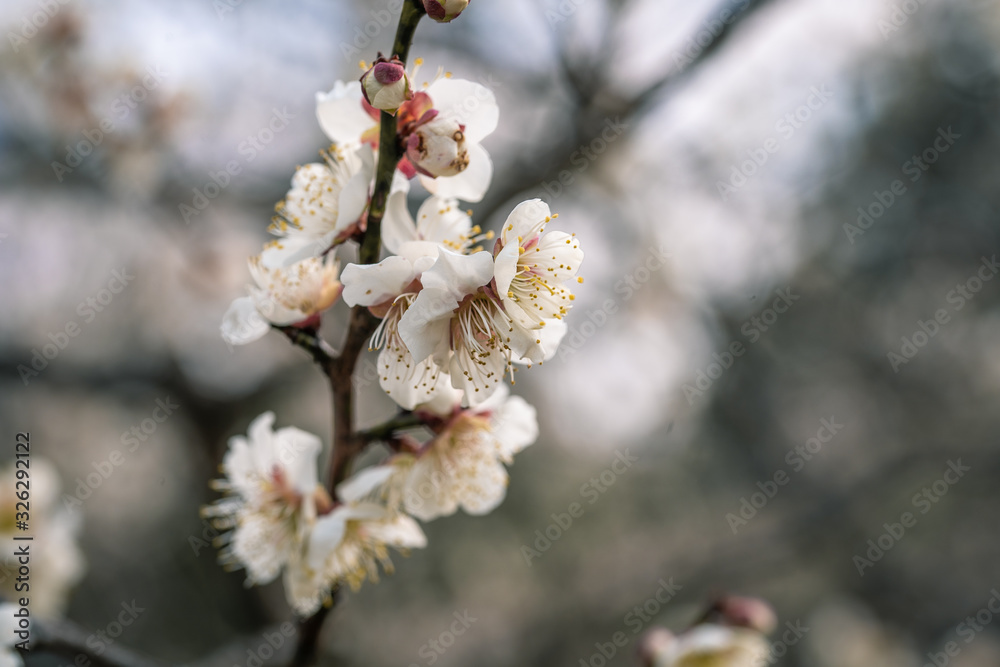 Spring plum blossom