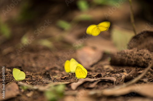swarm of yellow butterflies on brown ground