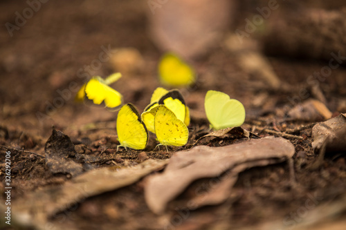 swarm of yellow butterflies on brown ground