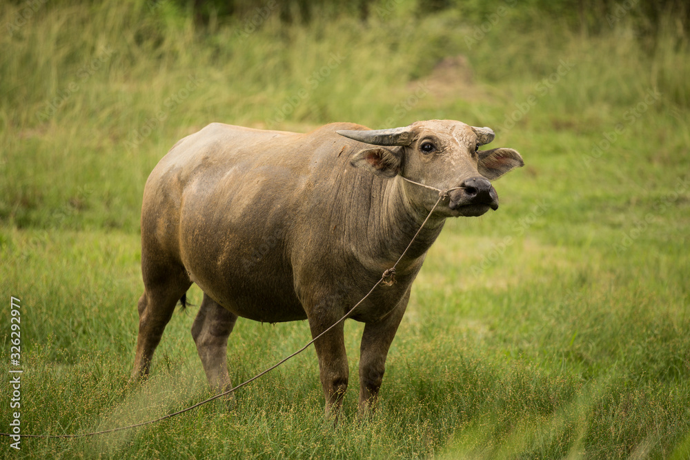 beautiful buffalo in the fresh grenn field beautiful buffalo in the fresh grenn field