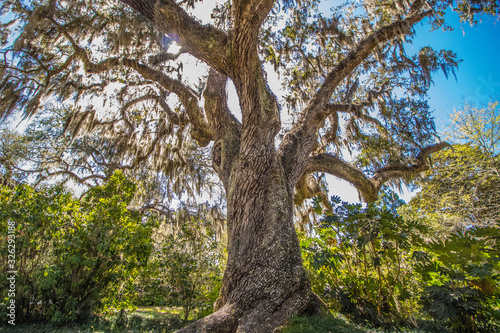 tree