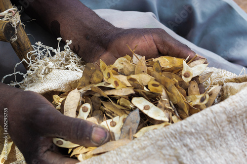 Nursey owner handling Acacia seeds, Burkina Faso photo