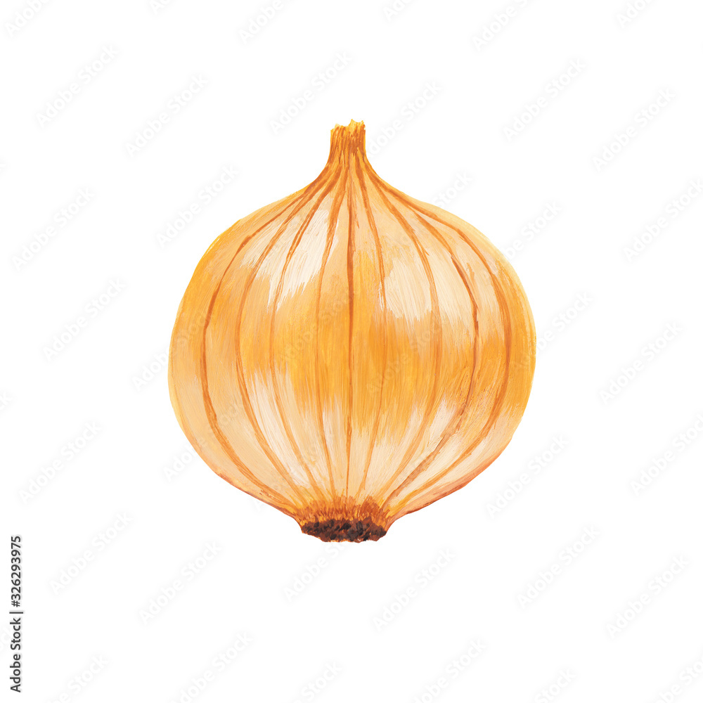 Onion head realistic handdrawn illustration. Onion stock