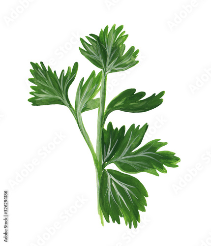 A bush of fresh green parsley. Hand-drawn parsley isolated on white. Raster illustration in realistic style is drawn with gouache paints.