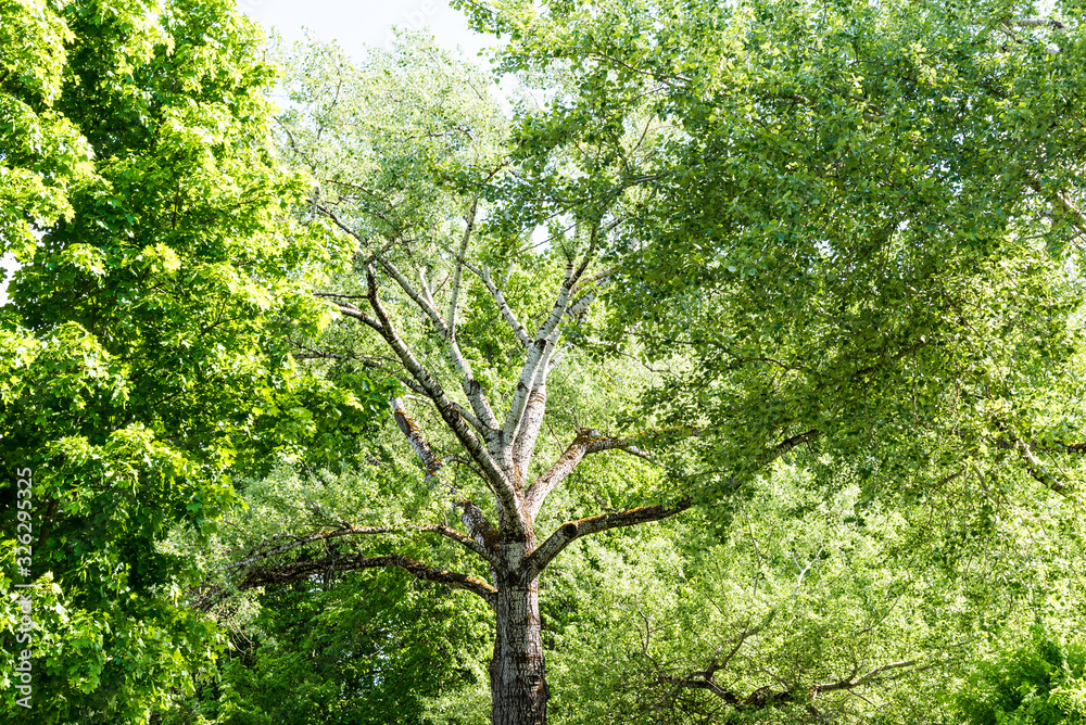 Fototapeta premium High tree with white bark aspen or poplar.