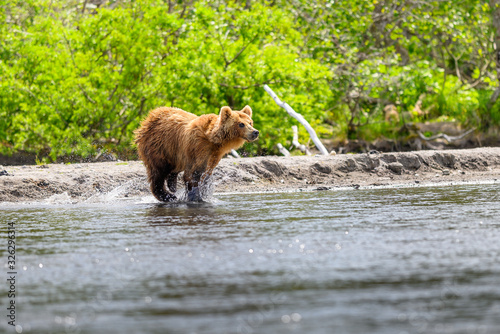 Ruling the landscape, brown bears of Kamchatka (Ursus arctos beringianus)