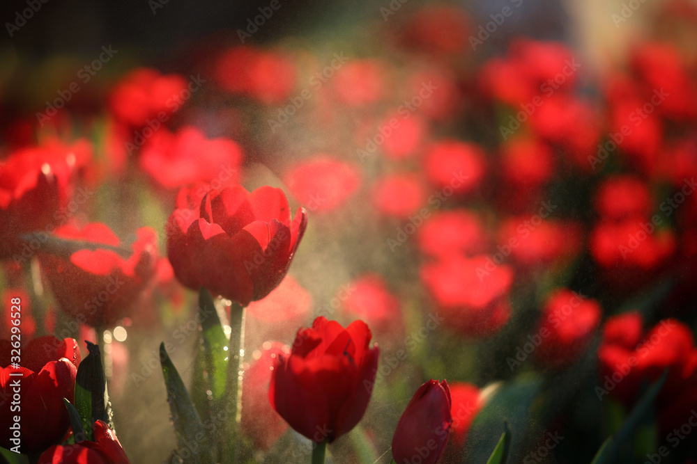 Tulips in close up with water drop Tulips in close up with water drop